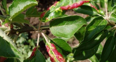 Jak zpracovat jabloň, pokud listy zčervenají a zvlní se, co dělat